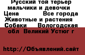 Русский той-терьер мальчики и девочки › Цена ­ 8 000 - Все города Животные и растения » Собаки   . Вологодская обл.,Великий Устюг г.